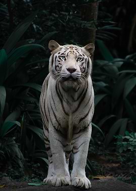 White Tiger