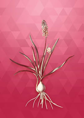 Gold Muscari Ambrosiacum