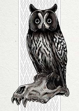 Long Eared Owl
