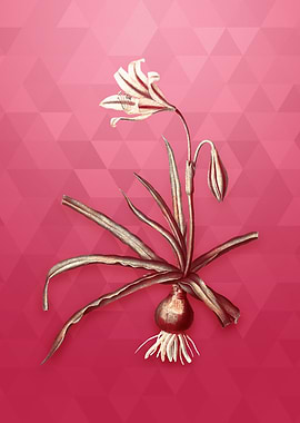 Amaryllis Broussonetii