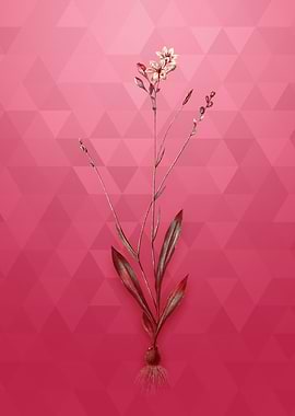 Vintage Gladiolus Junceus