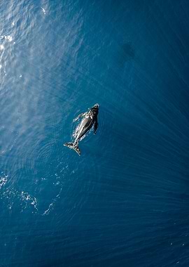 Young Whale Swimming