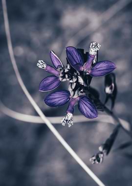 Purple flower
