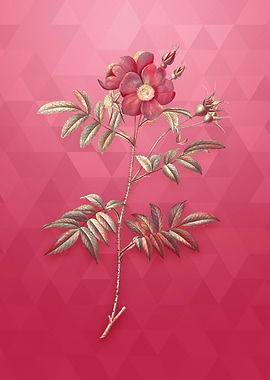 Gold Rosa Redutea Glauca