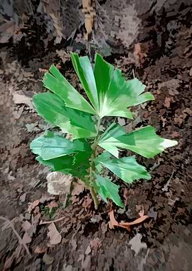 Young Plant
