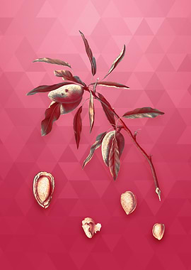 Almond on Viva Magenta