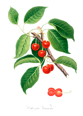 Sour Cherry
