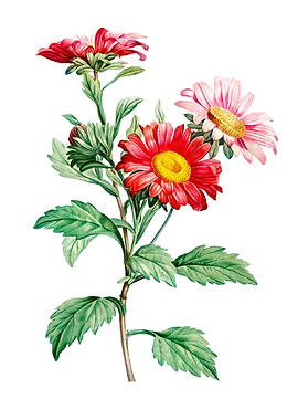 Red Aster