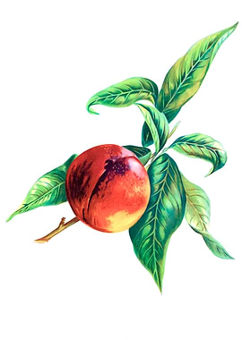 Pine Apple Nectarines