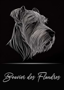 Bouvier des Flandres