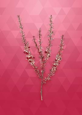 Vintage Tortoise Berry