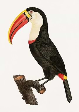 Toucan