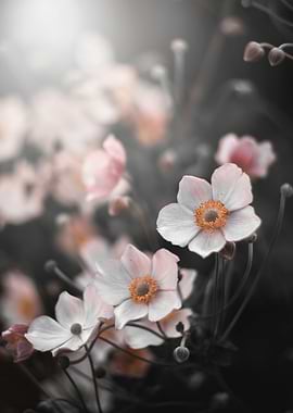 Anemone, pink flowers