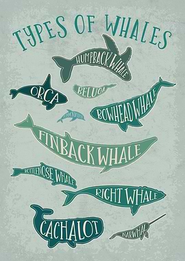 Vintage Whale Species