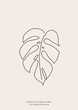 Rhaphidophora Tetrasperma