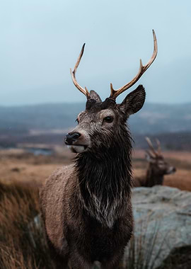 Reindeer Buck