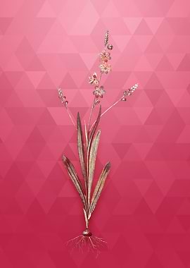 Vintage Ixia Scillaris