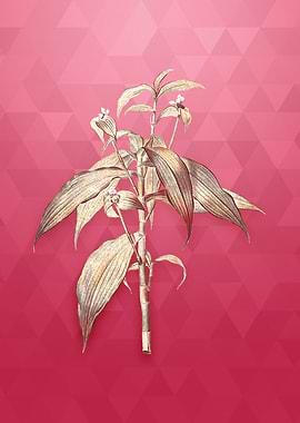 Vintage Commelina Zanonia