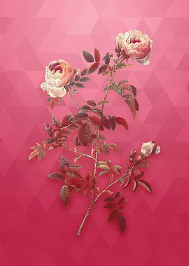 Rose of the Hedges on Red