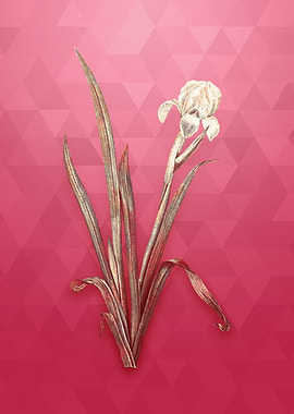 Vintage Gold Crimean Iris