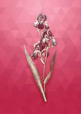 Vintage Dalmatian Iris