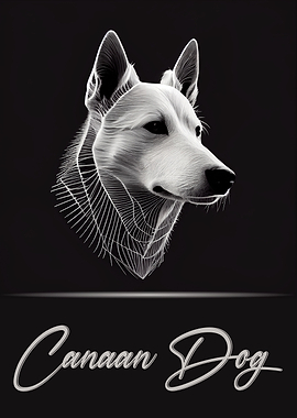 Canaan Dog Portrait