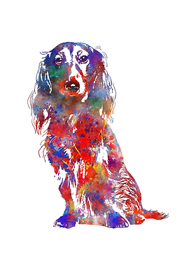 Long haired dachshund