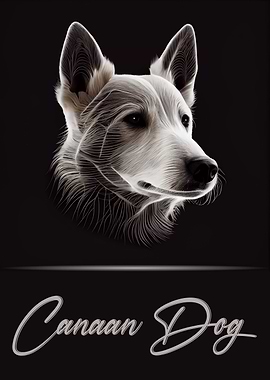 Canaan Dog
