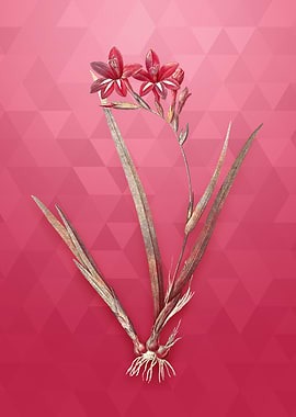 Gold Gladiolus Cardinalis