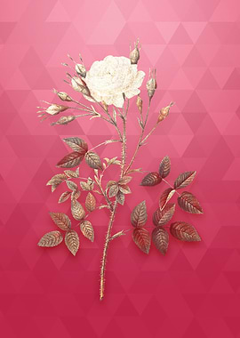 White Rose of Rosenberg