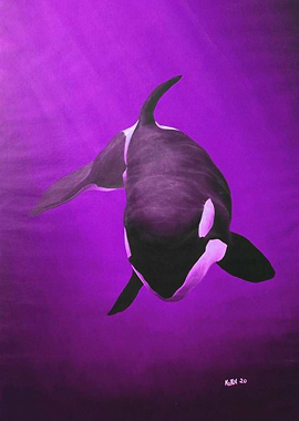 She Wolf Killer Whale