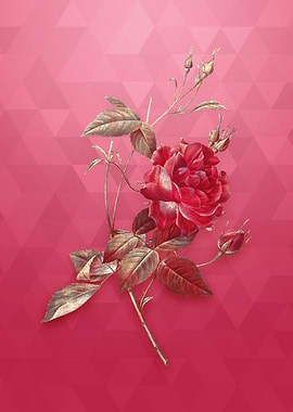 Gold Blood Red Bengal Rose