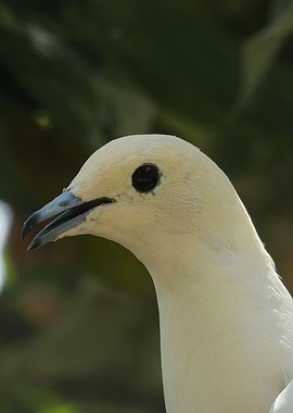 Exotic Bird Photography