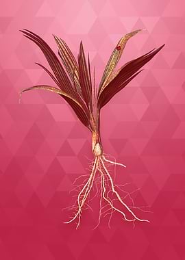 Vintage Date Palm Tree