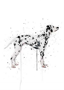 Dalmation Dog