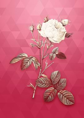 Gold White Provence Rose