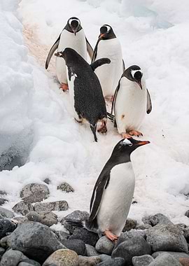 Penguin cohabitation