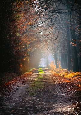 Autumn alley in forest
