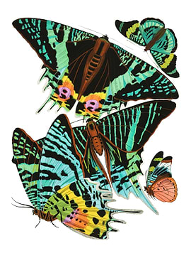 03 Vintage Papillons