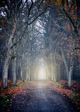 Autumn alley in forest