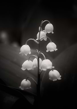 Lily of the Valley