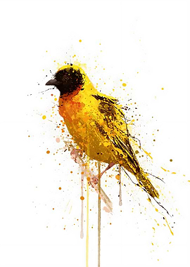 Yellow Backed Weaver Bird