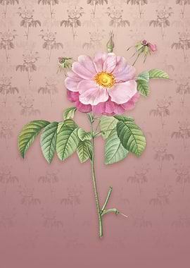 Speckled Provins Rose