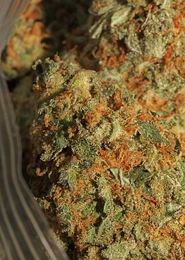 Medical marihuana close up