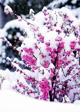 Winter Blossom