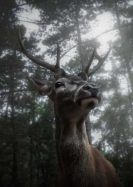 Deer