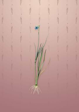 Narrow Blue eyed grass