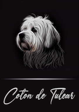 Coton de Tulear Portrait