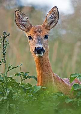 Deer