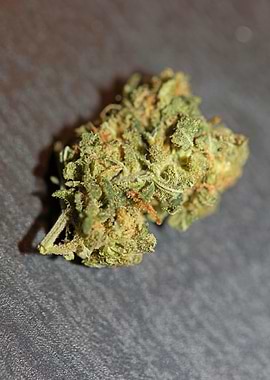 Medical cannabis close up